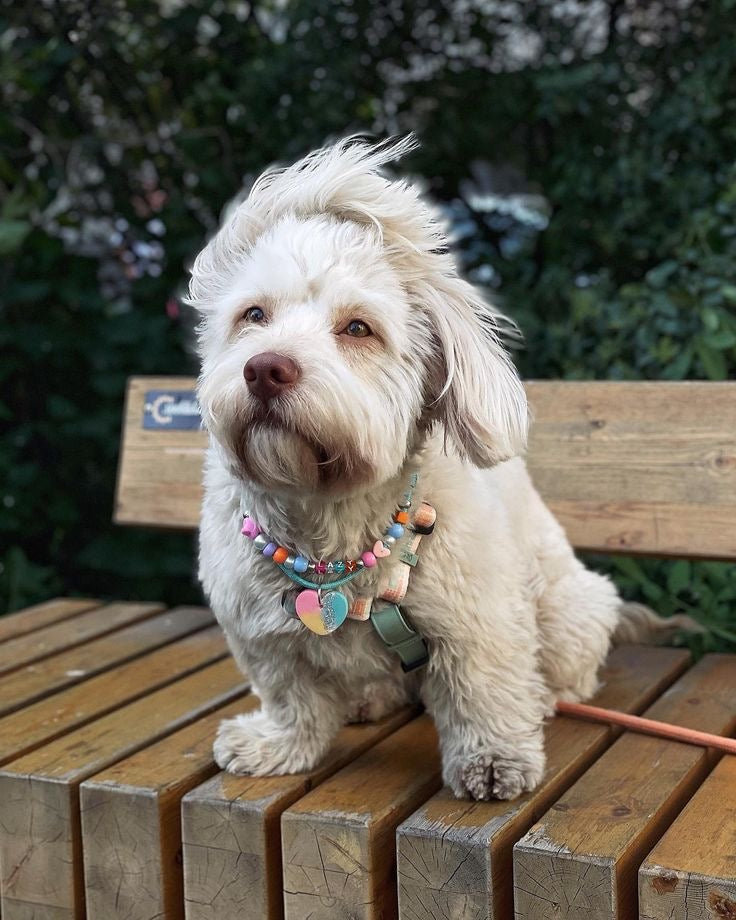 Beaded Jewellery for Pets Workshop